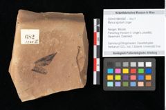 Foto (Objekt + Etikett) von Myrica lignitum Unger (NHMW-GEO-2024-0188-0682)
